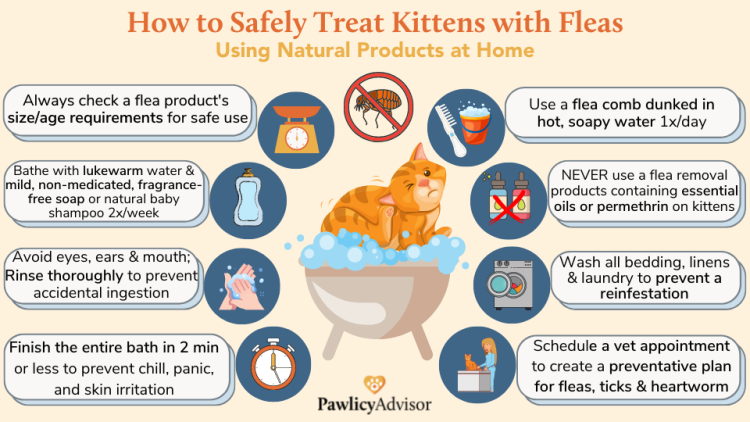 Best way to treat kittens for fleas best sale