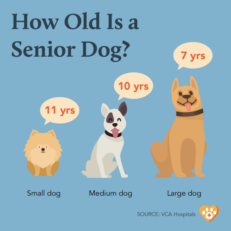 can you insure an older dog