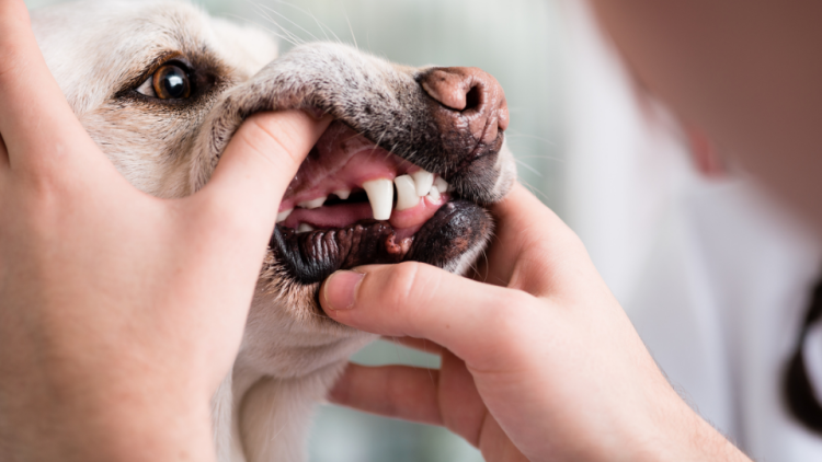 how much does dog dental cleaning cost