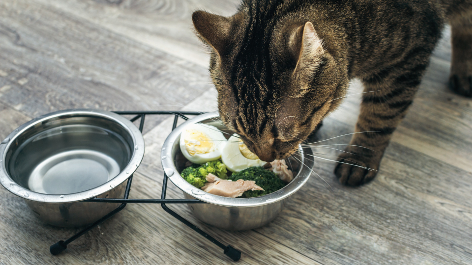 are eggs good for cats with kidney disease