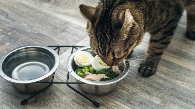 Cat eats bowl of natural food