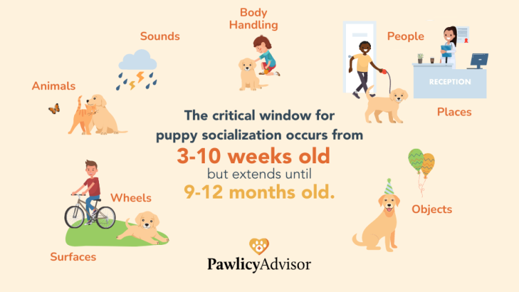 puppy socialization window