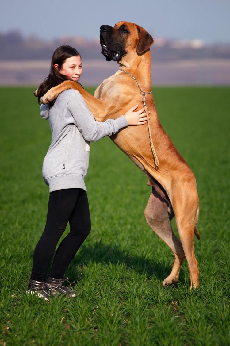 Great Dane standing with paws on the shoulders of an adult human. 