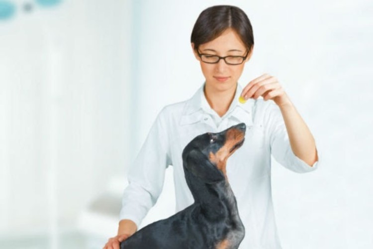 vet giving medicine to dog