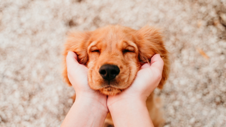 Golden Retriever puppy face held in hands