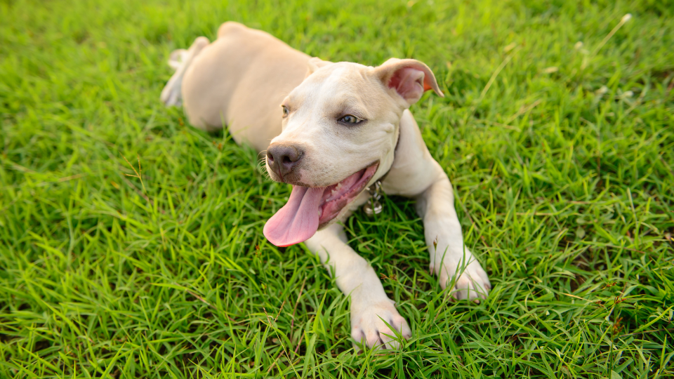 Pit Bull Growth & Weight Chart: Everything You Need to ...