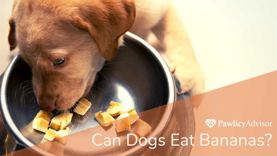 Can Dogs Eat Pistachios? Here Are The Risks! | Pawlicy Advisor