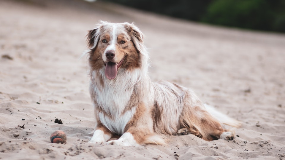 Average size deals of australian shepherd