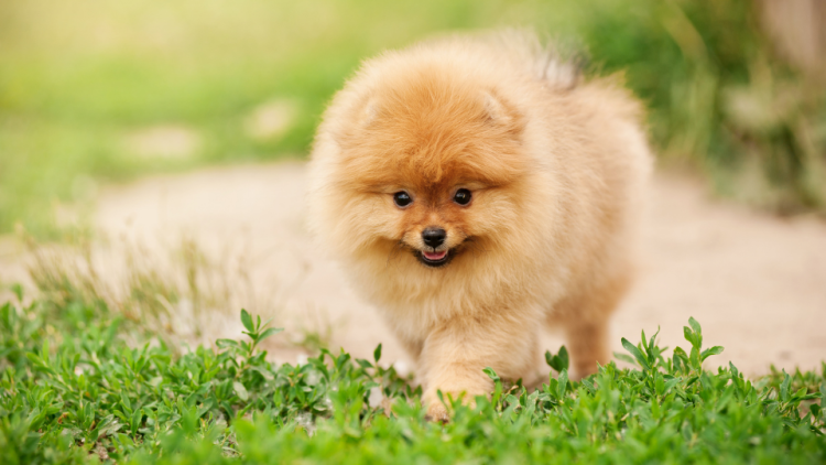 Pomeranian puppy walking outside