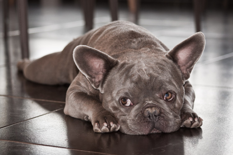 Cute, grey French Bulldog laying on grey tile.