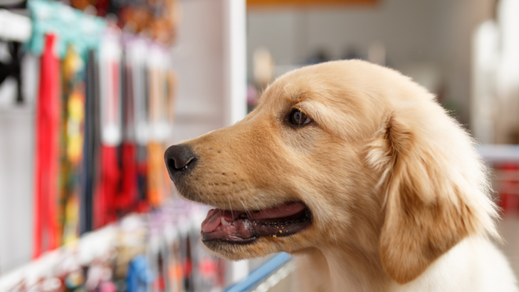 Pet store dog outlet prices