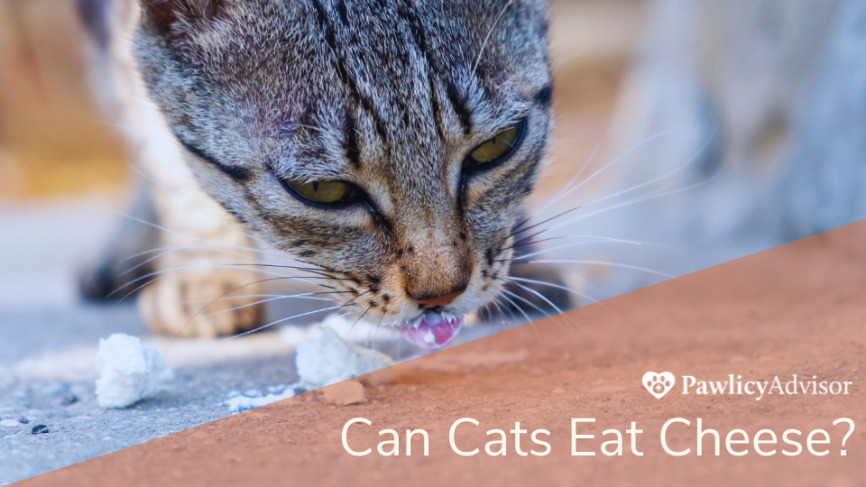 Household foods 2024 cats can eat