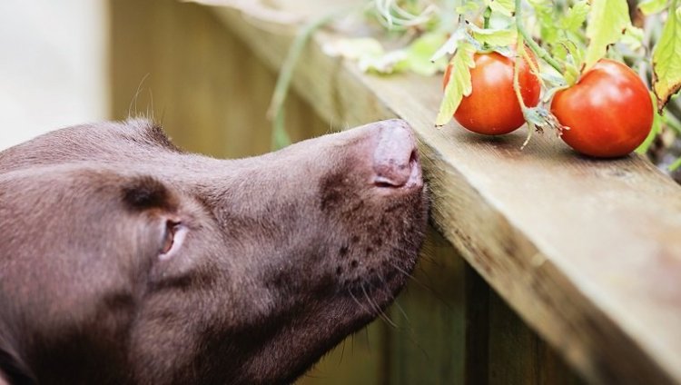 Dog looking at tomatoes