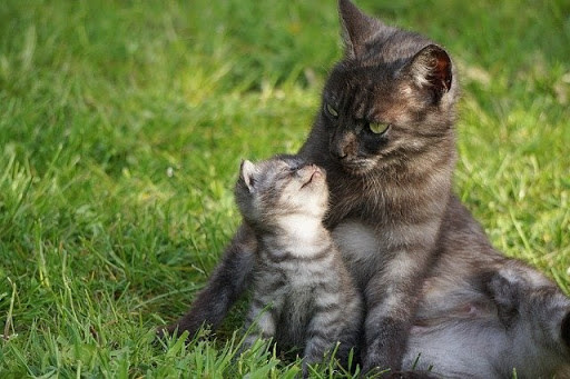 Black and white stripe cat and kitten in grass