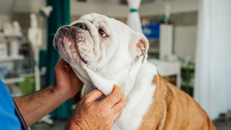 english bulldog at vet