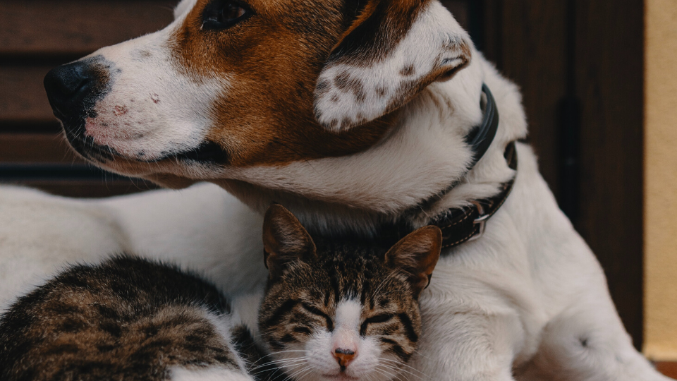 rescue dogs good with cats