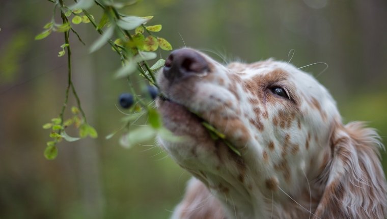 Dogs allergic 2024 to blueberries