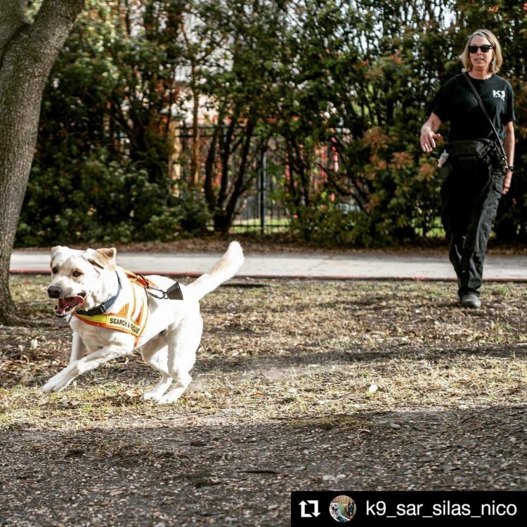 Search dog training