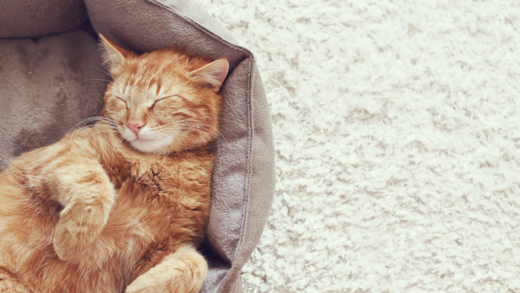 Ginger cat sleeps in cozy bed