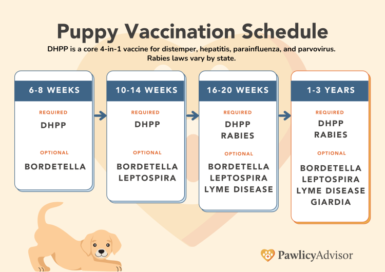 Puppy Vaccine Schedule For FirstYear Shots [PDF Chart] Pawlicy Advisor