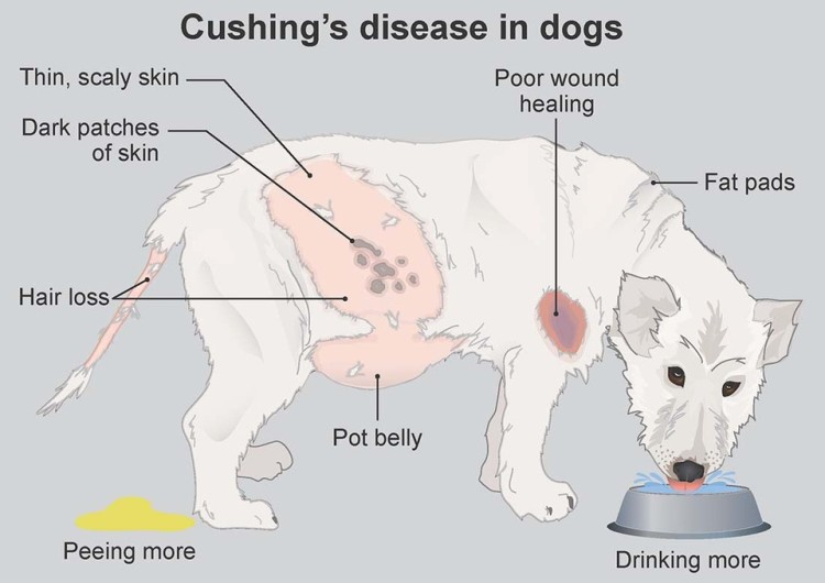 does cushings cause weight loss in dogs