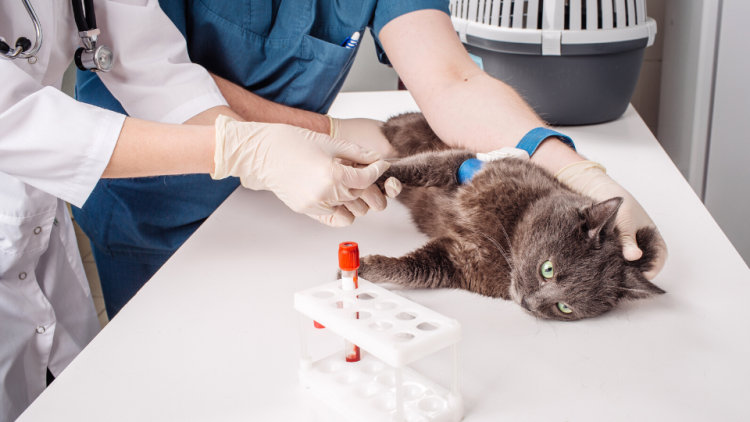 猫让血液测试