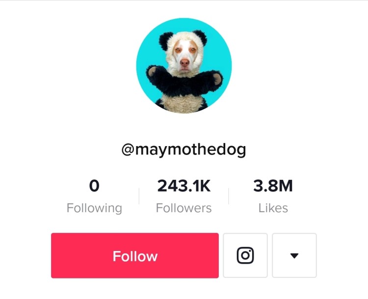 Mayothedog的TikTok