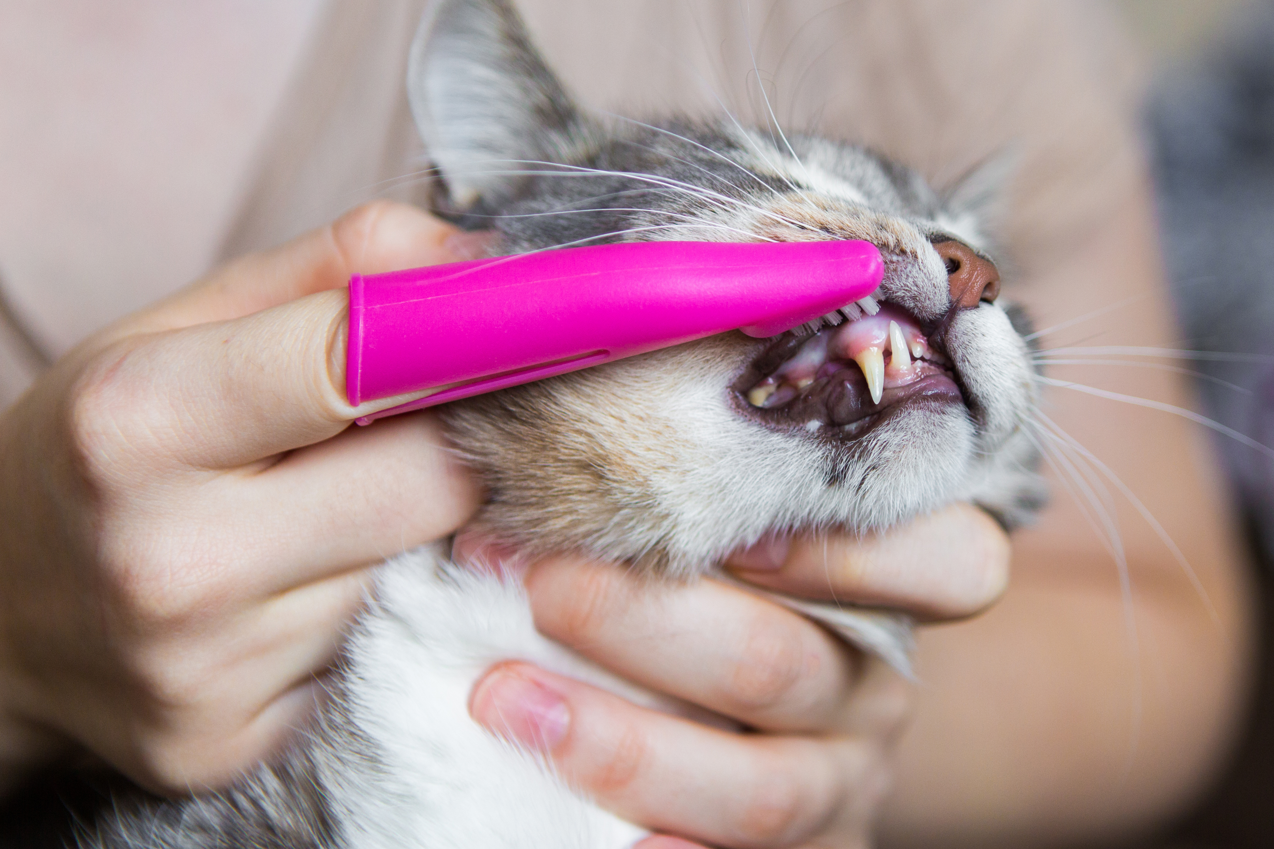 Affordable cat teeth store cleaning