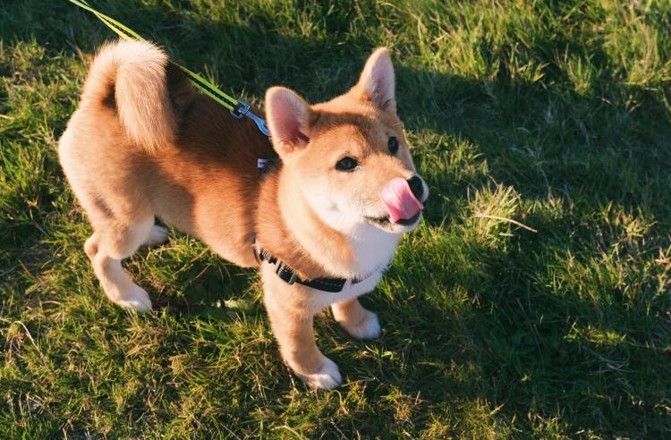 Shiba Inu puppy licking his lips.