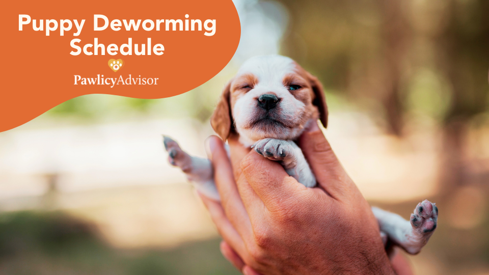 Puppy Deworming Schedule: Everything You Need To Know | Pawlicy Advisor