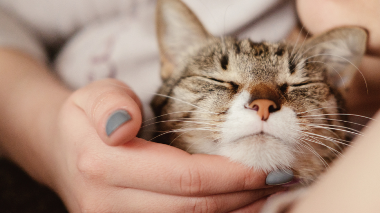 照顾生病的小猫