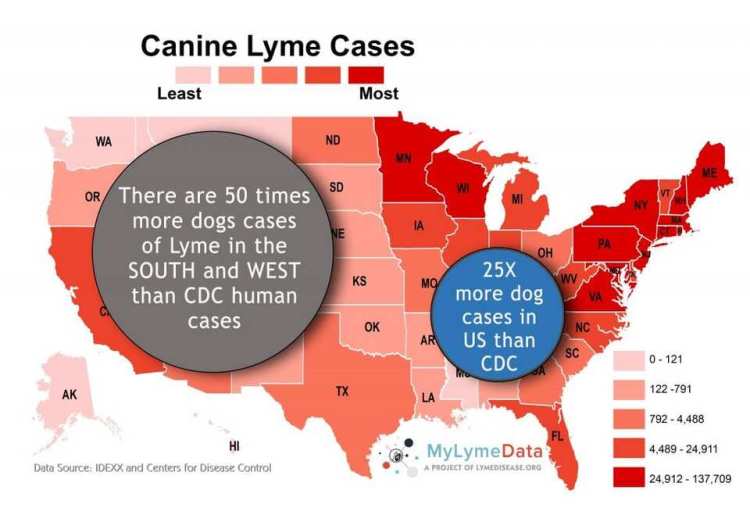 risk forecast map for Lyme disease in dogs