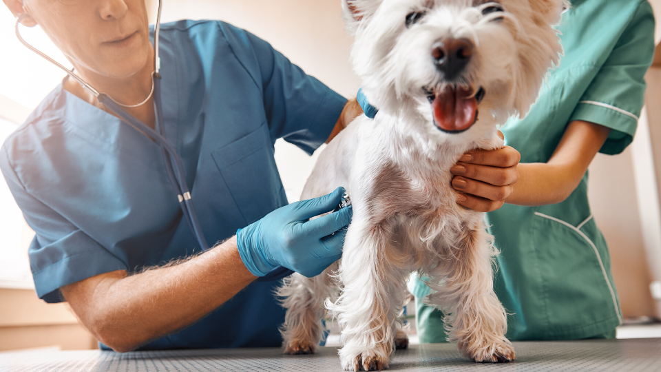 How Much Does a Vet Visit Cost? Here's 