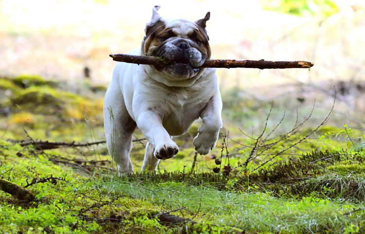 English Bulldog with stick