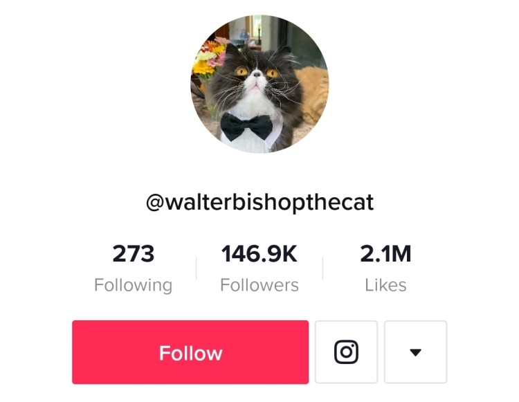 Walterbishopthecat TikTok