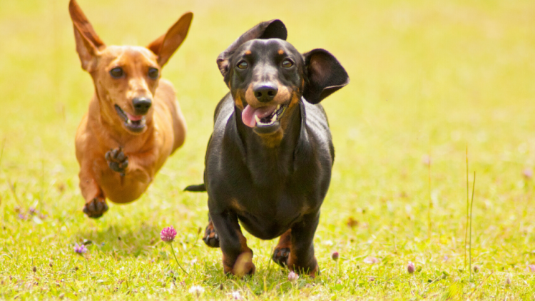 Two Dachshund dogs running through field