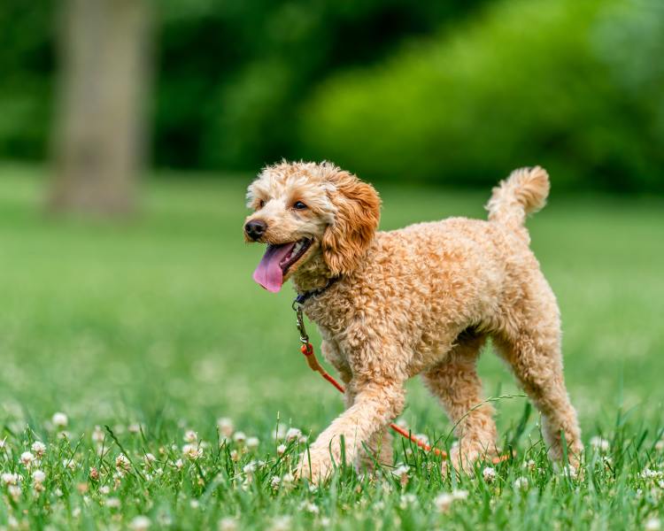 Poodle Growth & Weight Chart: Everything You Need To Know | Pawlicy Advisor