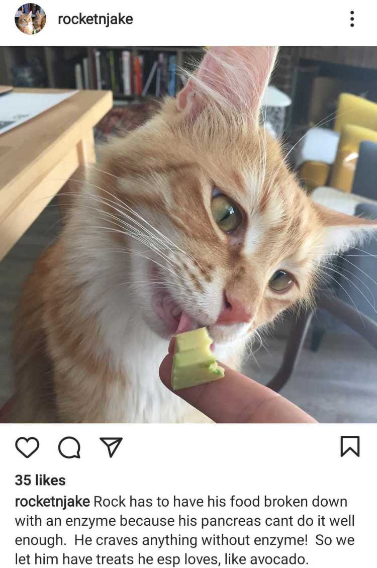 Cat eating avocado on Instagram