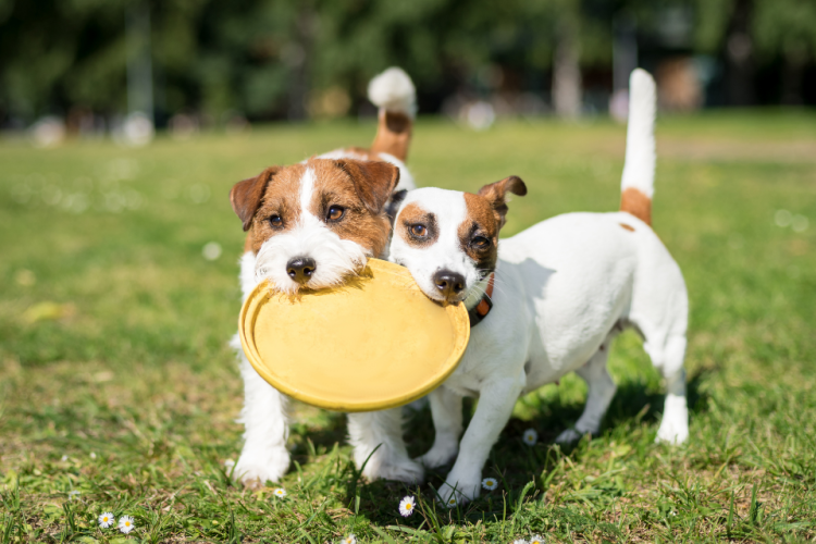 Two Jack Russell Terriers play with frisbee