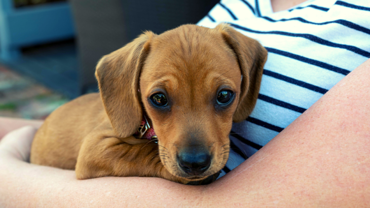 Brown puppy held close to chest