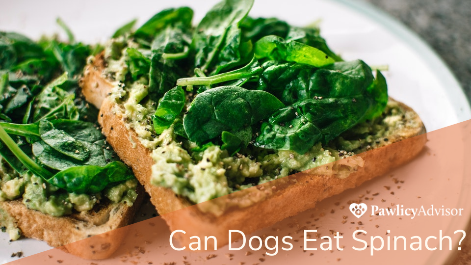 Can dogs hotsell eat raw spinach