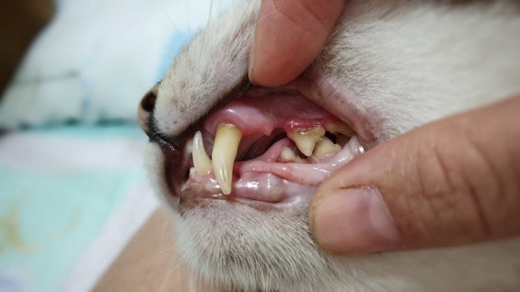 closeup of stomatitis in cat
