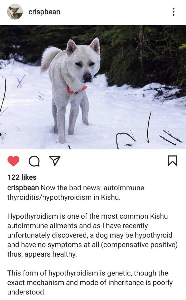 患有甲状腺功能减退症的Kishu Inu狗的Instagram照片