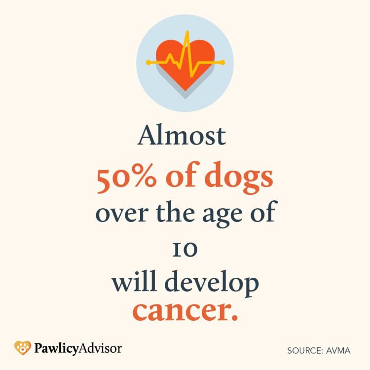 50%以上的老年狗都患有癌症