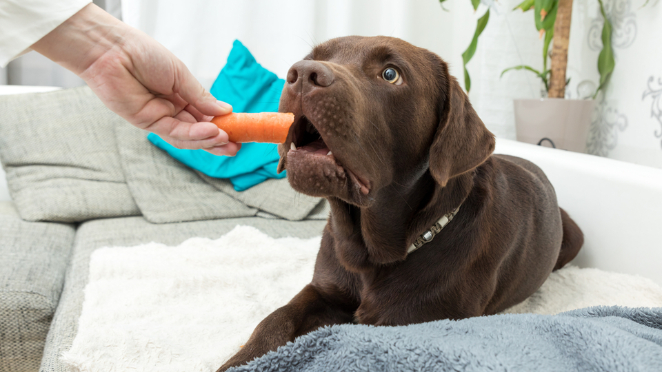 can carrots make dogs sick