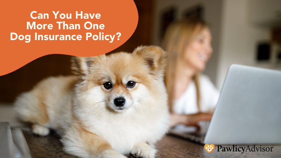 Can You Have More Than One Dog Insurance Policy? | Pawlicy ...