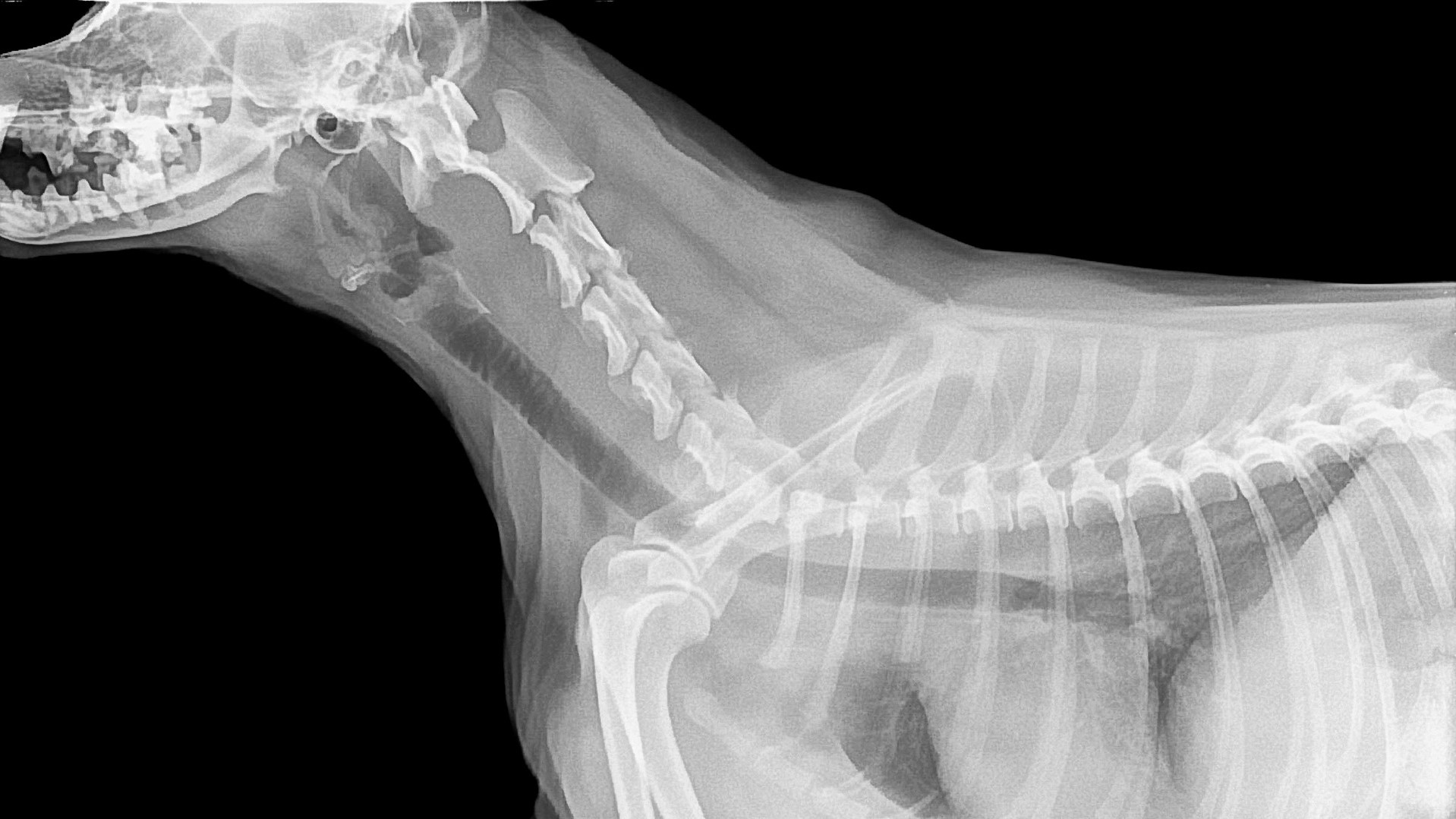 dog x ray