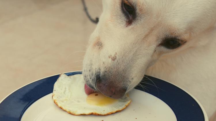 Can pugs shop eat eggs