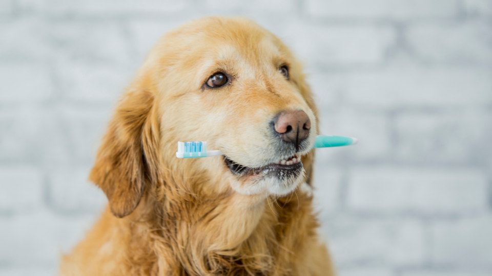 how much does dental work cost for dogs