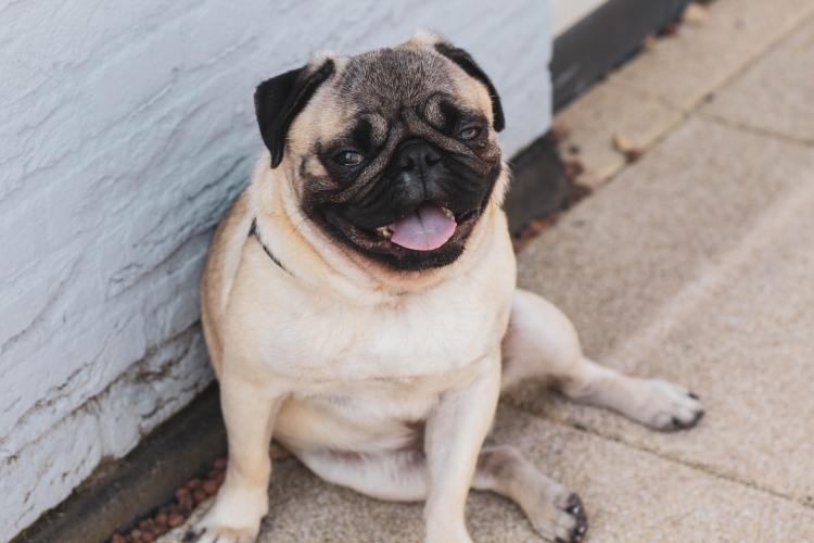 Happy pug sitting on the sidewalk.